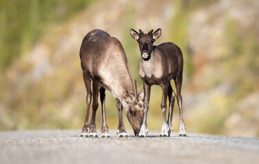 Caribou in the Canadian wilderness