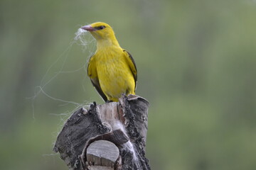 yellow bird