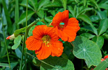 Garden nasturtium or Indian cress flower (Tropaeolum majus)