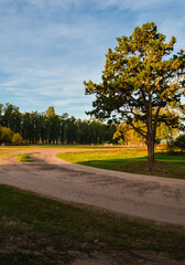 Paisaje de campo. Árbol junto al camino.