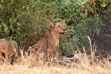 Fototapeta na wymiar Lioness with a kill in Samburu