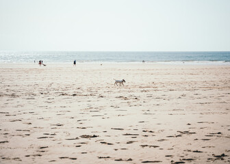 Fototapeta na wymiar Small happy dog on sandy beach