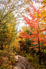Naklejka premium View of colorful trees in a forest in autumn