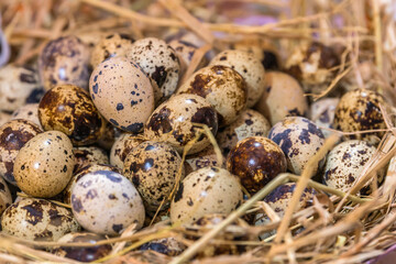 Naklejka na ściany i meble Advertising, Business Concept - Quail eggs in a straw nest. Textured spring background with small quail eggs.