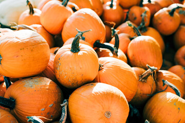Closeup of beautiful ripe orange pumpkins in fall autumn halloween or thanksgiving pumpkin patch market display,white background text copy space.concept of Halloween