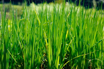 green grass background