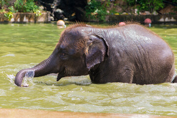 An elephant enjoys a swim in the water.