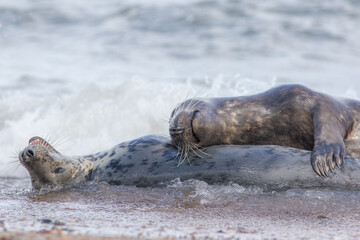 True love. Creature comforts. Animal affection between pair of loving seals