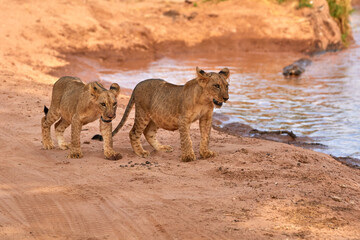 Fototapeta na wymiar Two lion cubs walking with each other