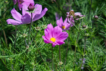 purple flowers with a lush green background in spring 