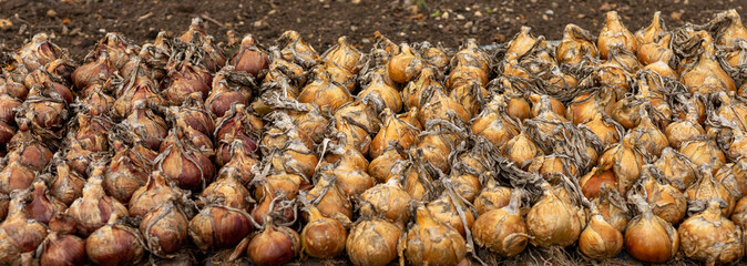 Close up of onion sets, drying.