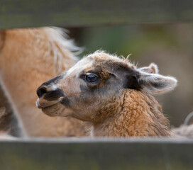 Fototapeta premium Portrait of Baby llama Smiling