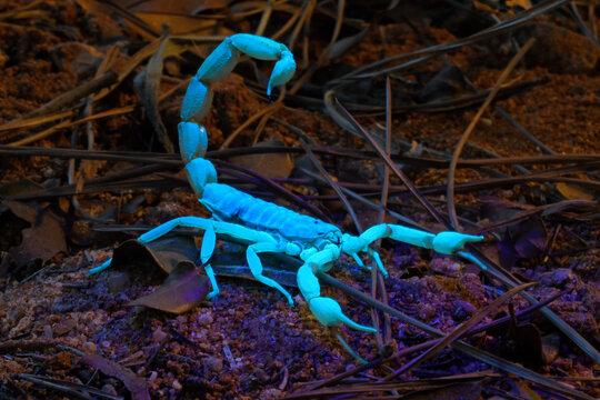 Skorpion im UV-Licht (Aegaeobuthus gibbosus / Mesobuthus gibbosus) - scorpion in UV-light
