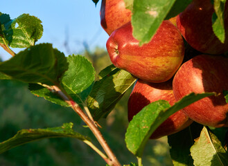 Fresh and juicy apples ready for harvest in the apple plantation  
