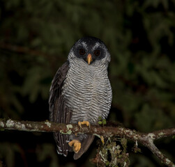 Owl at night in Maquipucuna (Ecuador)