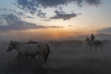 Wild horses run in foggy at sunset. Wild horses are running in dust. Near Hormetci Village, between Cappadocia and Kayseri, Turkey