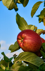 Fresh and juicy apples ready for harvest in the apple plantation  