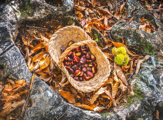 chestnuts background top view - harvesting chestnut in forest with basket in autumn foliage ground
