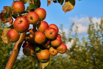 Fresh and juicy apples ready for harvest in the apple plantation  