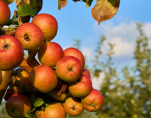 Fresh and juicy apples ready for harvest in the apple plantation  