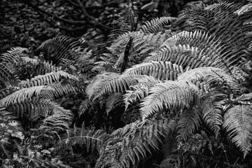 Black and White woodland scene with bracken and ferns