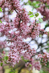 Beautiful pink cherry blossom tree branches in full bloom in the garden or park. Spring background with shallow depth of field. 