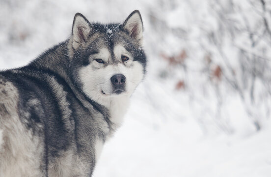 can a alaskan malamute live in mauritius