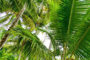 Obraz na płótnie Canvas Beach summer vacation holidays background with coconut palm trees and hanging palm tree leaves