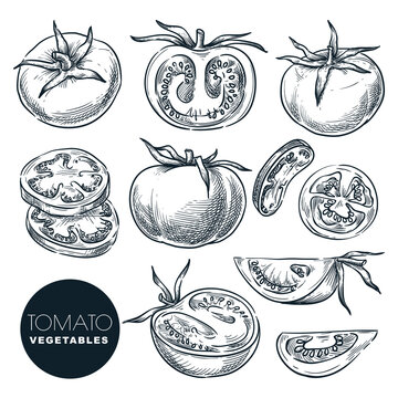 Tomato isolated on white background. Sketch vegetables vector illustration. Sliced salad veggie ingredient