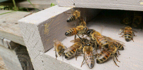 Gardiennes en action devant la ruche