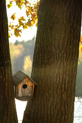 Wooden starling house fixed between two tree trunks in evening sunlight rays