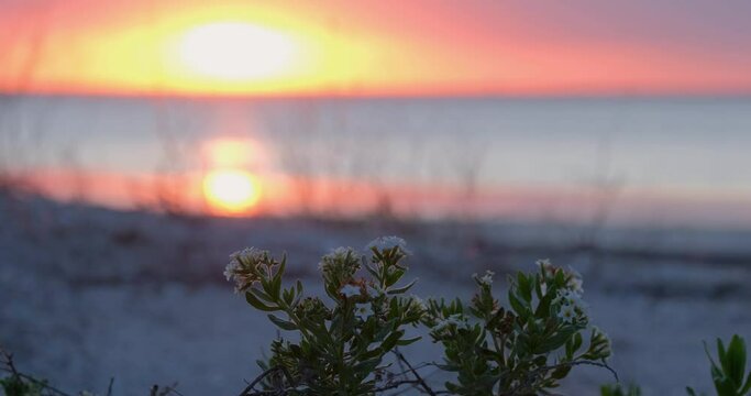 landscape with flowers near the rive during sunset