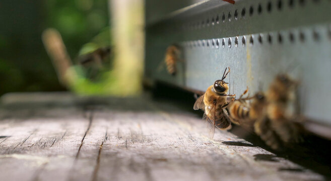Abeille et faux-bourdon devant la ruche
