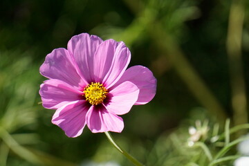 Obraz premium pink cosmos flower