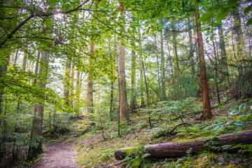 Obraz premium Beech Tree woodlands with sunshine shining through the canopy