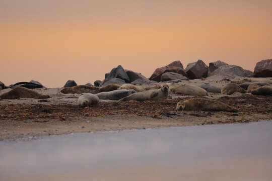 Resting seals on the shore at sunrise in the wild