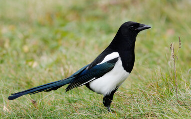 magpie