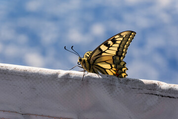 Beautiful yellow butterfly on a tennis net. Close up view.