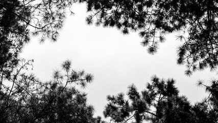 Pine tree branches on a pale white background.