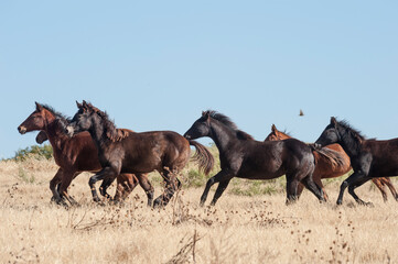 Herd of Quarter Horse weanlings run across golden field