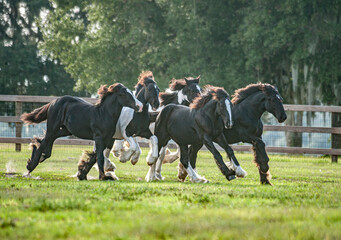 Herd of weanling Gypsy Vanner Horses running in tight group