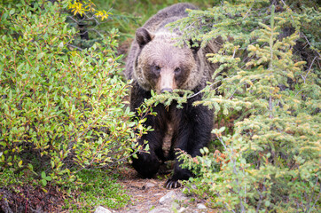 Grizzly bear eating buffaloberries