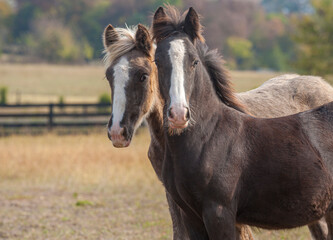 Obraz na płótnie Canvas Two companion Gypsy Horse weanling filly foals in autumn pasture