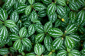 Natural green background.of  plant Pilea cadierei