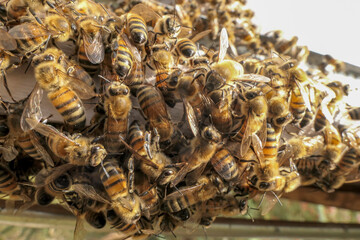 Abeilles qui font la grappe devant l'entrée de ruche