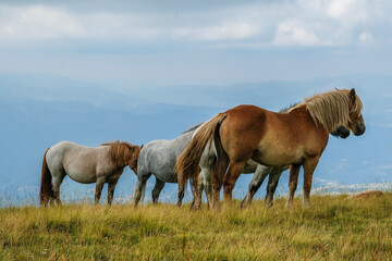 Obraz premium wild life