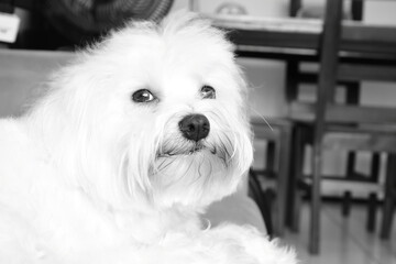maltese dog funny faces