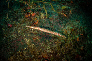 Trumpetfish: (Aulostomus maculatus) on the reef , St Martin, Dutch Caribbean