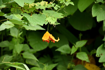 Ripe bitter gourd hang on its vine, concept for natural herb to cure human health.