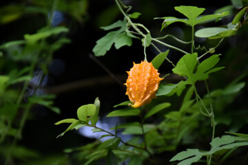 Ripe bitter gourd hang on its vine, concept for natural herb to cure human health.